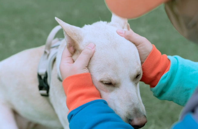 老年犬站立困難
