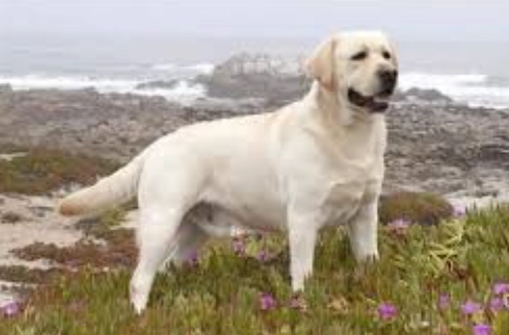 狗狗站立訓練 狗狗站立訓練