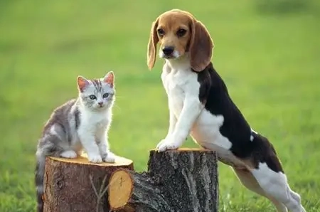 狗傷口藥膏選擇 狗傷口藥膏選擇