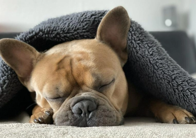 狗狗流口水原因