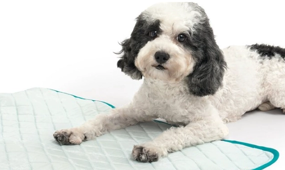 寵物散熱墊比較 寵物散熱墊比較