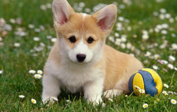 狗狗驅蟲藥哪種好