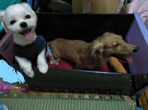 狗狗椎間盤突出症狀