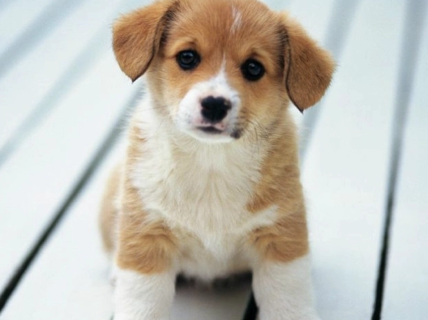 狗狗脾臟腫瘤治療 狗狗脾臟腫瘤治療