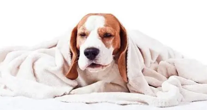 狗狗噎到症狀 狗狗噎到症狀