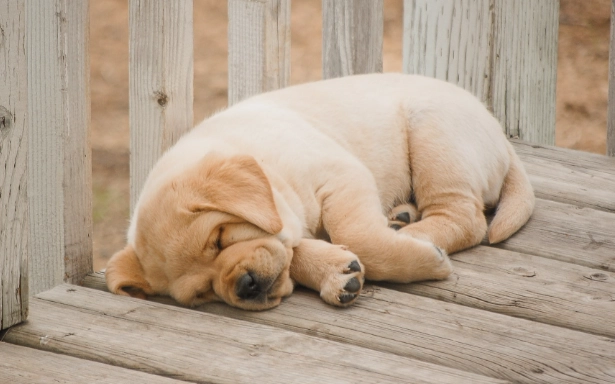 寵物皮膚瘤 寵物皮膚瘤