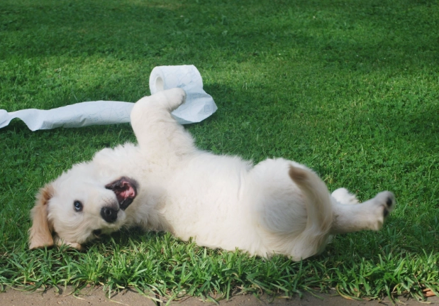 狗狗基本指令教學