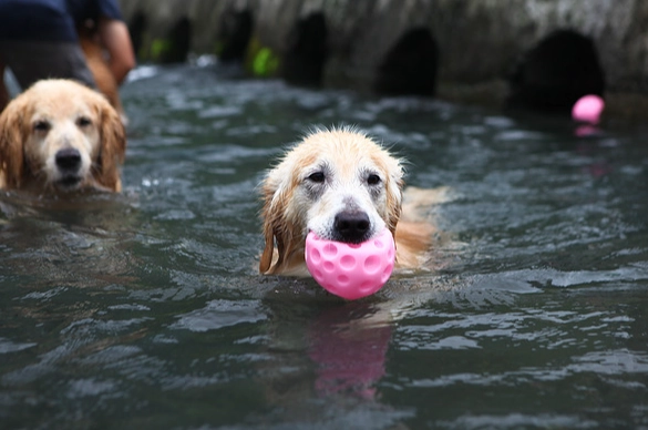 宜蘭寵物友善海灘