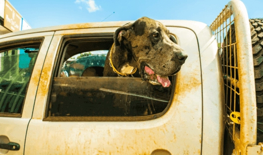 狗突然流口水 狗突然流口水