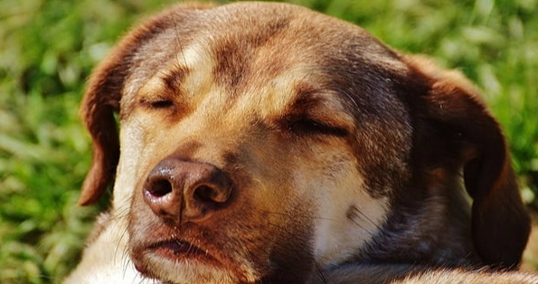 狗卡到東西怎麼辦 狗卡到東西怎麼辦