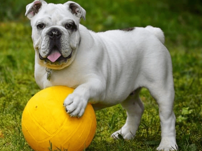 短吻犬健康問題