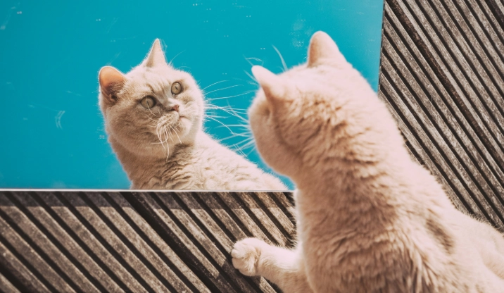 貓肛門腺問題 貓肛門腺問題