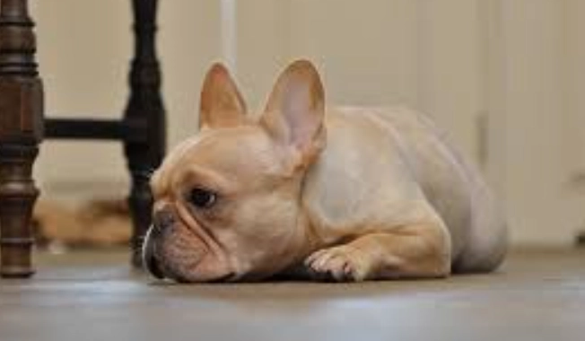 幼犬飲食問題 幼犬飲食問題