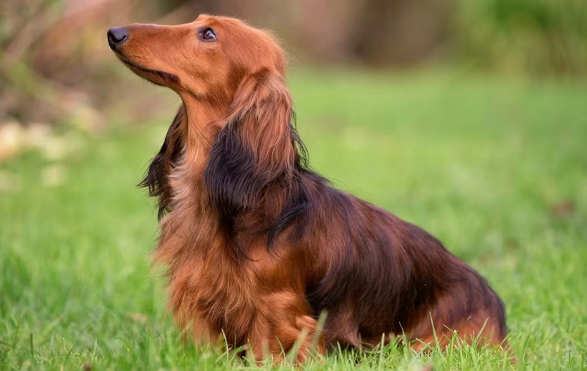 臘腸狗照顧 臘腸狗照顧