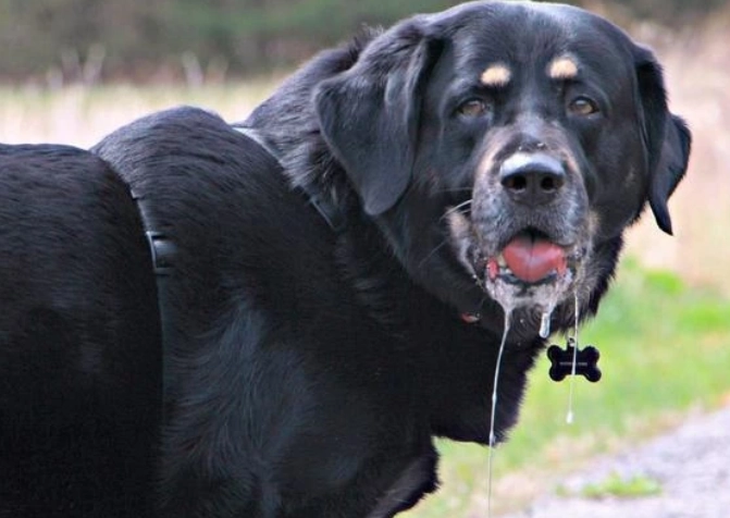 狗狗流口水原因