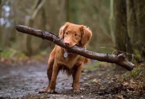 寵物皮下腫塊診斷 寵物皮下腫塊診斷