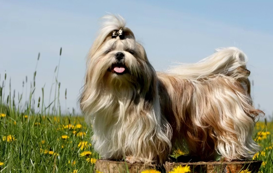 拉薩犬西施犬比較