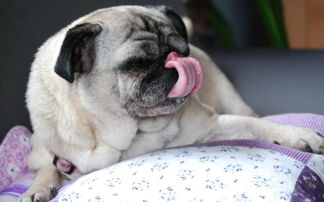 狗狗舔行為異常