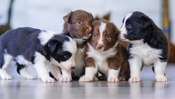 狗狗皮膚肉芽 狗狗皮膚肉芽
