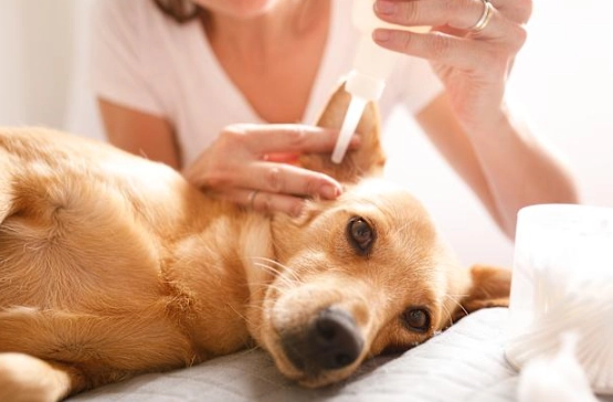 犬耳垢黑色原因