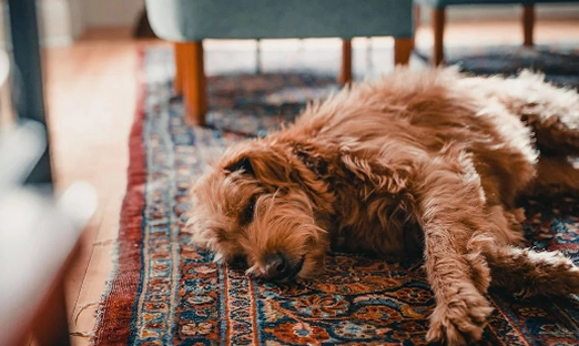 狗狗腫瘤治療 狗狗腫瘤治療