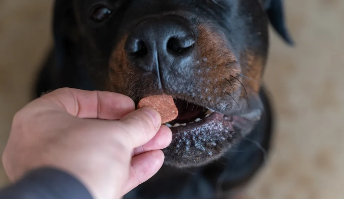 寵物用藥安全 寵物用藥安全