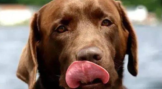 狗伸舌头健康