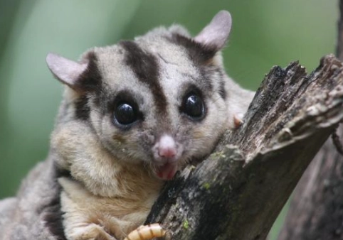 蜜袋鼯成年年齡 蜜袋鼯成年年齡