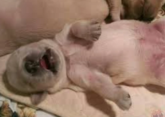 狗睡眠口水處理