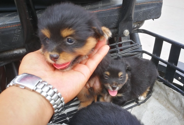 狗狗受傷藥膏推薦 狗狗受傷藥膏推薦