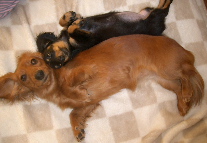 狗狗後腳癱瘓治療 狗狗後腳癱瘓治療