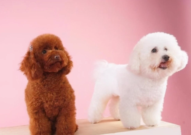 比熊犬貴賓犬差異