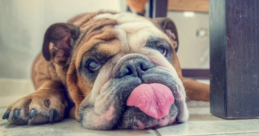 狗狗吐舌頭原因