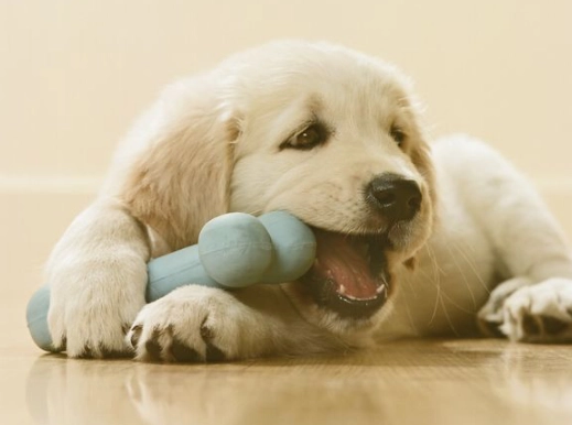 狗狗基本指令教學