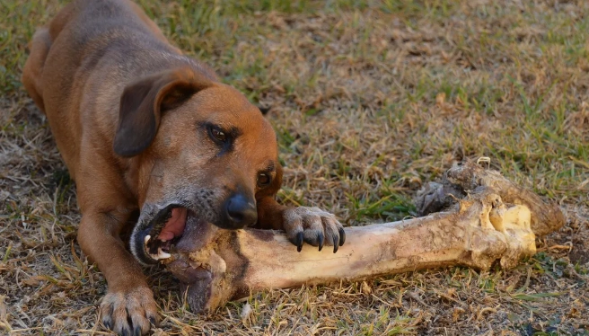 狗狗腫瘤治療 狗狗腫瘤治療