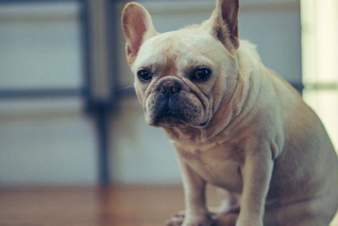 狗狗鼻孔整形價格