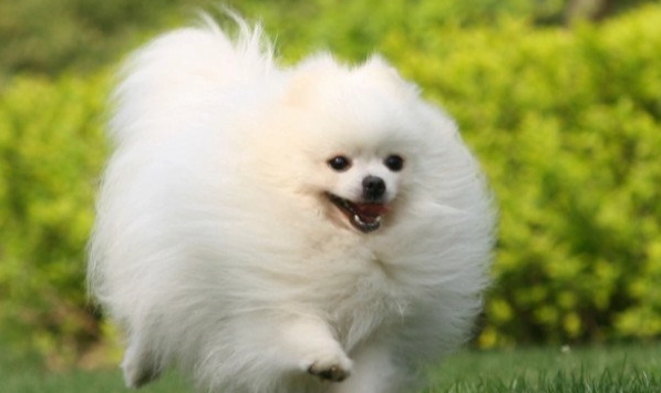 狗關節腫脹治療