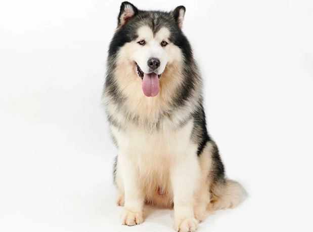 狗狗氣喘原因 狗狗氣喘原因