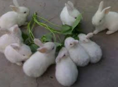 人感冒傳染兔子