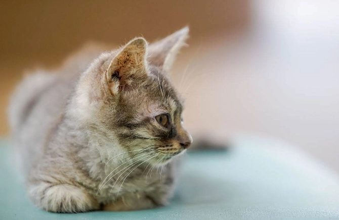 貓咪肛門腺問題