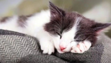 幼貓屁股紅治療