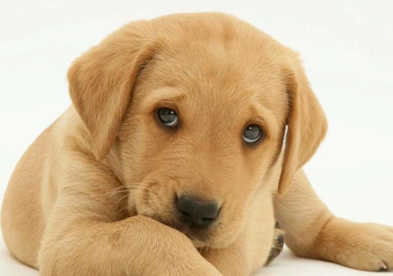 狗狗呼吸困難急救