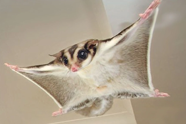 蜜袋鼯飲食指南