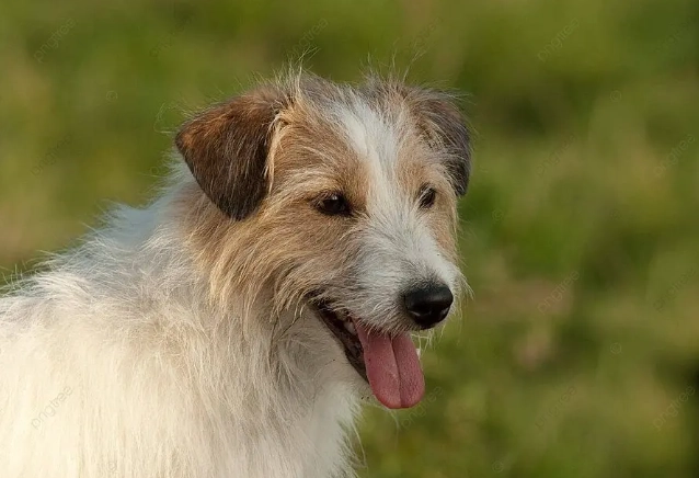 長毛傑克羅素梗飼養