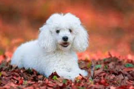 飼養貴賓犬好處 飼養貴賓犬好處