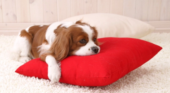 狗狗驅蟲藥比較