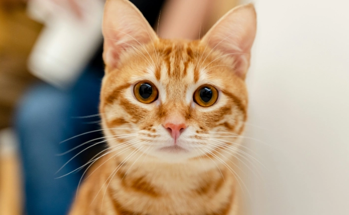 貓行為異常 貓行為異常