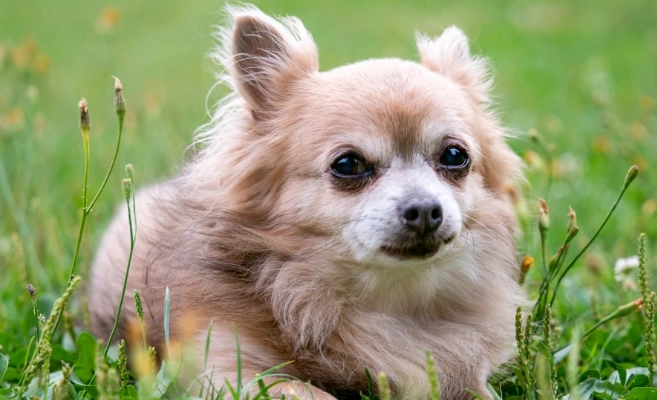 狗狗晚上走動原因 狗狗晚上走動原因