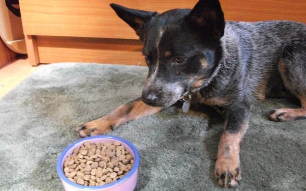 如何纠正狗狗占有欲