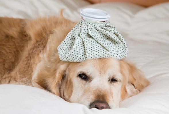 狗狗手術後發抖正常嗎